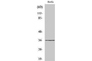 Western Blotting (WB) image for anti-Olfactory Receptor, Family 2, Subfamily M, Member 7 (OR2M7) (C-Term) antibody (ABIN3186069) (OR2M7 antibody  (C-Term))