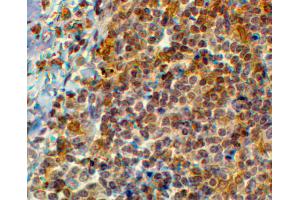 EB6552 (2µg/ml) staining of paraffin embedded Human Tonsil. (EFHD2 antibody  (C-Term))