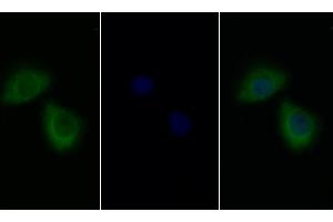 Detection of IL13Ra1 in Human HepG2 cell using Polyclonal Antibody to Interleukin 13 Receptor Alpha 1 (IL13Ra1) (IL13 Receptor alpha 1 antibody  (AA 203-376))
