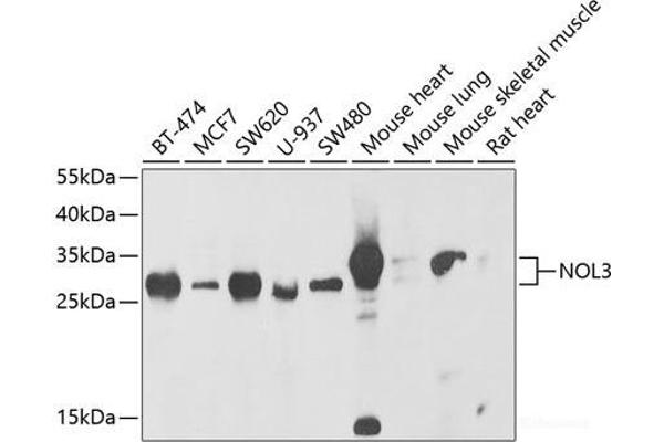 NOL3 antibody