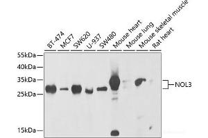 Western blot analysis of extracts of various cell lines using NOL3 Polyclonal Antibody at dilution of 1:1000. (NOL3 antibody)