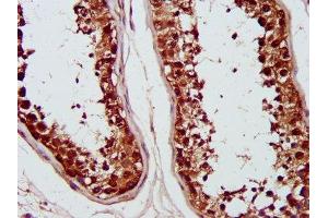 IHC image of ABIN7142226 diluted at 1:1200 and staining in paraffin-embedded human testis tissue performed on a Leica BondTM system. (PSMC6 antibody  (Regulatory Subunit 10B))