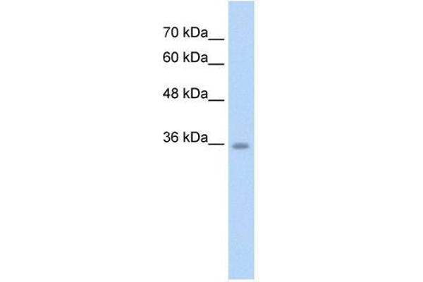 Chromosome 6 Open Reading Frame 134 (C6orf134) (N-Term) antibody