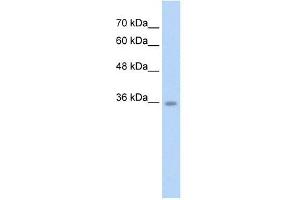 C6ORF134 antibody used at 2.