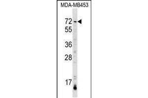 Western blot analysis in MDA-MB453 cell line lysates (35ug/lane). (AMIGO3 antibody  (AA 242-268))