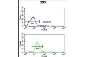 PEX11A Antibody (N-term) (ABIN652955 and ABIN2842610) flow cytometric analysis of 293 cells (bottom histogram) compared to a negative control cell (top histogram). (PEX11A antibody  (N-Term))