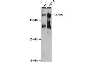 Western blot analysis of extracts of various cell lines, using CSMD3 antibody (ABIN6127662, ABIN6139108, ABIN6139109 and ABIN6215794) at 1:3000 dilution. (CSMD3 antibody  (AA 220-440))