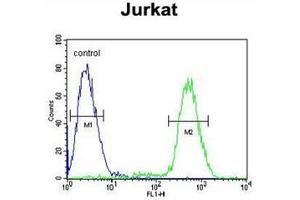 Flow cytometric analysis of Jurkat cells using PPP1R3A Antibody  (right histogram) compared to a negative control cell (left histogram). (PPP1R3A antibody  (Middle Region))