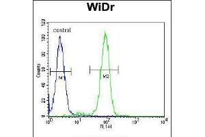 Flow cytometric analysis of WiDr cells (right histogram) compared to a negative control cell (left histogram). (FBXO9 antibody  (C-Term))