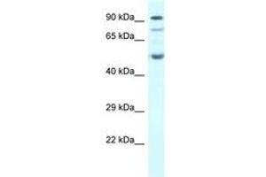 Image no. 1 for anti-Sestrin 2 (SESN2) (AA 268-317) antibody (ABIN6747446) (Sestrin 2 antibody  (AA 268-317))
