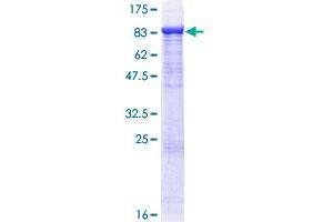 Image no. 1 for TNF Receptor-Associated Factor 3 (TRAF3) (AA 1-568) protein (GST tag) (ABIN1323497) (TRAF3 Protein (AA 1-568) (GST tag))