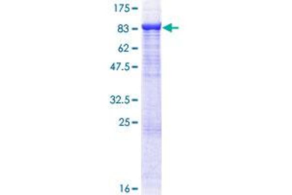 TRAF3 Protein (AA 1-568) (GST tag)