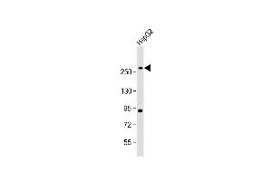 Fatty Acid Synthase antibody  (AA 942-973)