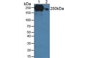 Figure. (Fibronectin antibody  (AA 313-607))