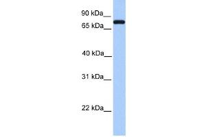 Western Blotting (WB) image for anti-Complement C2 antibody (ABIN2458597) (Complement C2 antibody)