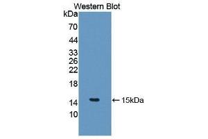 Western Blotting (WB) image for anti-Interleukin 5 (IL5) (AA 20-134) antibody (ABIN1868675)