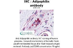 Image no. 3 for anti-Perilipin 2 (PLIN2) (AA 28-281) antibody (ABIN1731557) (ADRP antibody  (AA 28-281))