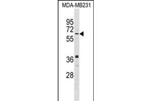 NELF Antibody (C-term) (ABIN1537414 and ABIN2848924) western blot analysis in MDA-M cell line lysates (35 μg/lane).