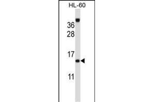 ROBLD3 Antibody (Center) (ABIN657261 and ABIN2846356) western blot analysis in HL-60 cell line lysates (35 μg/lane). (LAMTOR2 antibody  (AA 41-70))