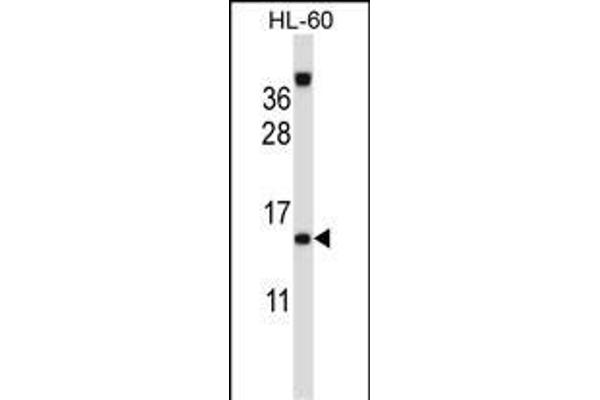 LAMTOR2 Antikörper  (AA 41-70)