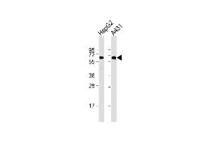 All lanes : Anti-TERF2IP Antibody at 1:2000 dilution Lane 1: HepG2 whole cell lysate Lane 2: A431 whole cell lysate Lysates/proteins at 20 μg per lane. (RAP1 antibody  (AA 1-399))