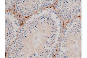 ABIN6267465 at 1/200 staining Mouse testis tissue sections by IHC-P. (CDC25A antibody  (pSer124))