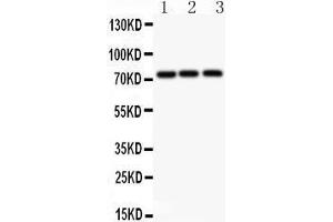 Anti-APLP1 antibody, Western blotting All lanes: Anti APLP1  at 0. (APLP1 antibody  (N-Term))