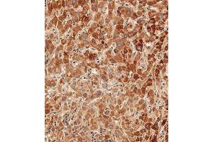 Immunohistochemical analysis of paraffin-embedded human liver tissue using (ABIN390769 and ABIN2841027) performed on the Leica® BOND RXm. (Glucagon antibody  (C-Term))
