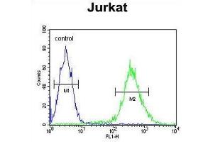 TM173 Antibody (C-term) flow cytometric analysis of Jurkat cells (right histogram) compared to a negative control cell (left histogram). (STING/TMEM173 antibody  (C-Term))