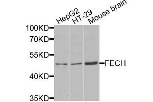 Western blot analysis of extracts of various cells, using FECH antibody. (FECH antibody)