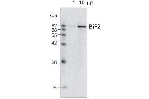 1ug and 10ug of crude membrane fraction/lane from Raphanus sativa L. (GRP78 antibody)