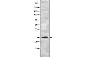 Western blot analysis of MYOG using HeLa whole cell lysates (Myogenin antibody  (C-Term))