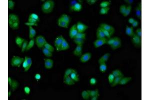 Immunofluorescence (IF) image for anti-Potassium Voltage-Gated Channel, KQT-Like Subfamily, Member 3 (KCNQ3) (AA 763-872) antibody (ABIN7164001)