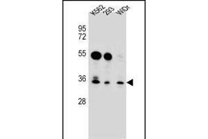 GLIPR1L2 Antibody (N-term) (ABIN656525 and ABIN2845792) western blot analysis in K562,293,WiDr cell line lysates (35 μg/lane). (GLIPR1L2 antibody  (N-Term))