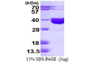 SDS-PAGE (SDS) image for Histo-blood group A transferase (ABO) (AA 54-354) protein (His tag) (ABIN667951) (ABO Protein (AA 54-354) (His tag))