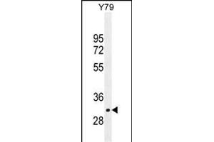 LRRC46 Antibody (N-term) (ABIN655306 and ABIN2844888) western blot analysis in Y79 cell line lysates (35 μg/lane). (LRRC46 antibody  (N-Term))