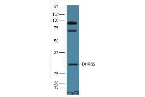 DHRS2 antibody  (AA 61-160)