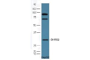 HepG2 cell lysates probed with Rabbit Anti-DHRS2 Polyclonal Antibody, Unconjugated (ABIN2559682) at 1:300 in 4˚C.