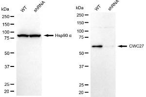 Western blotting analysis using CWC27 antibody (ABIN7798183). (Cwc27 antibody)
