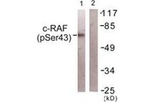 Western blot analysis of extracts from NIH-3T3 cells, using C-RAF (Phospho-Ser43) Antibody. (RAF1 antibody  (pSer43))