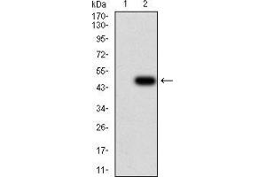 Western blot analysis using ULK2 mAb against HEK293 (1) and ULK2 (AA: 1-155)-hIgGFc transfected HEK293 (2) cell lysate.