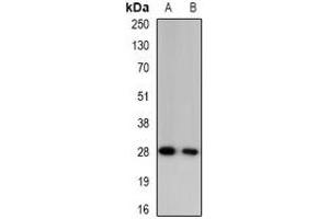 Western blot analysis of Granzyme A expression in mouse blood (A), rat blood (B) whole cell lysates. (GZMA antibody)