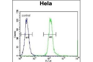 CPSF4L Antibody (C-term) (ABIN655557 and ABIN2845061) flow cytometric analysis of Hela cells (right histogram) compared to a negative control cell (left histogram). (CPSF4L antibody  (C-Term))