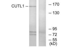 Western blot analysis of extracts from K562 cells, using CUTL1 antibody. (CUX1 antibody  (N-Term))