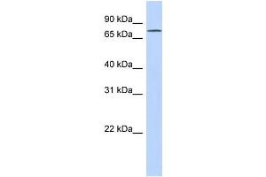 EXD3 antibody  (N-Term)