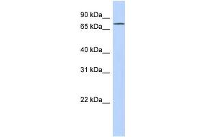 WB Suggested Anti-FLJ20433 Antibody Titration: 0. (EXD3 antibody  (N-Term))