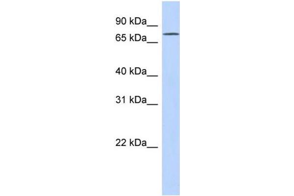 EXD3 抗体  (N-Term)