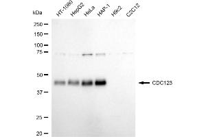 Western blotting analysis using CDC123 antibody (ABIN7798001).