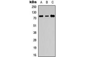 Western blot analysis of EDEM1 expression in HEK293T (A), Raw264.