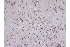 Immunohistochemical staining of paraffin-embedded kidney using anti-STAT3 (ABIN2452542) mouse monoclonal antibody. (STAT3 antibody  (AA 154-175))
